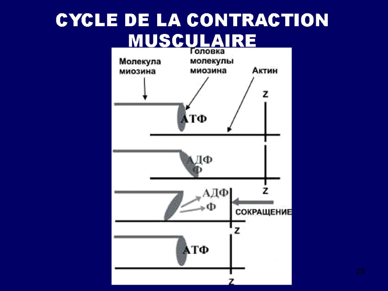 23 CYCLE DE LA CONTRACTION MUSCULAIRE